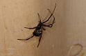 Latrodectus_hasselti_D3578_Z_88_Nyang Station_Australie